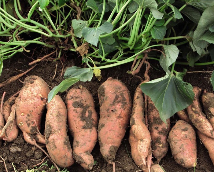 Bladeren van zoete aardappelen zijn een goede bron van vitaminen
