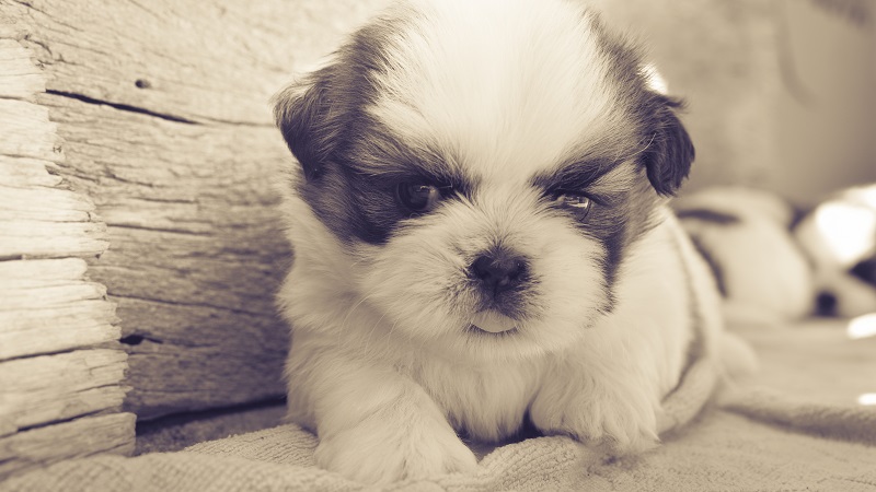 10 dingen waar je over na moet denken voordat je een puppy aanschaft