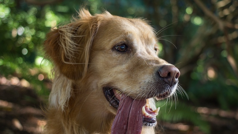 6 handige dingen voor je hond tijdens de warme dagen