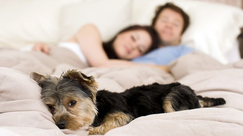 Waarom slapen met je hond goed voor je is!