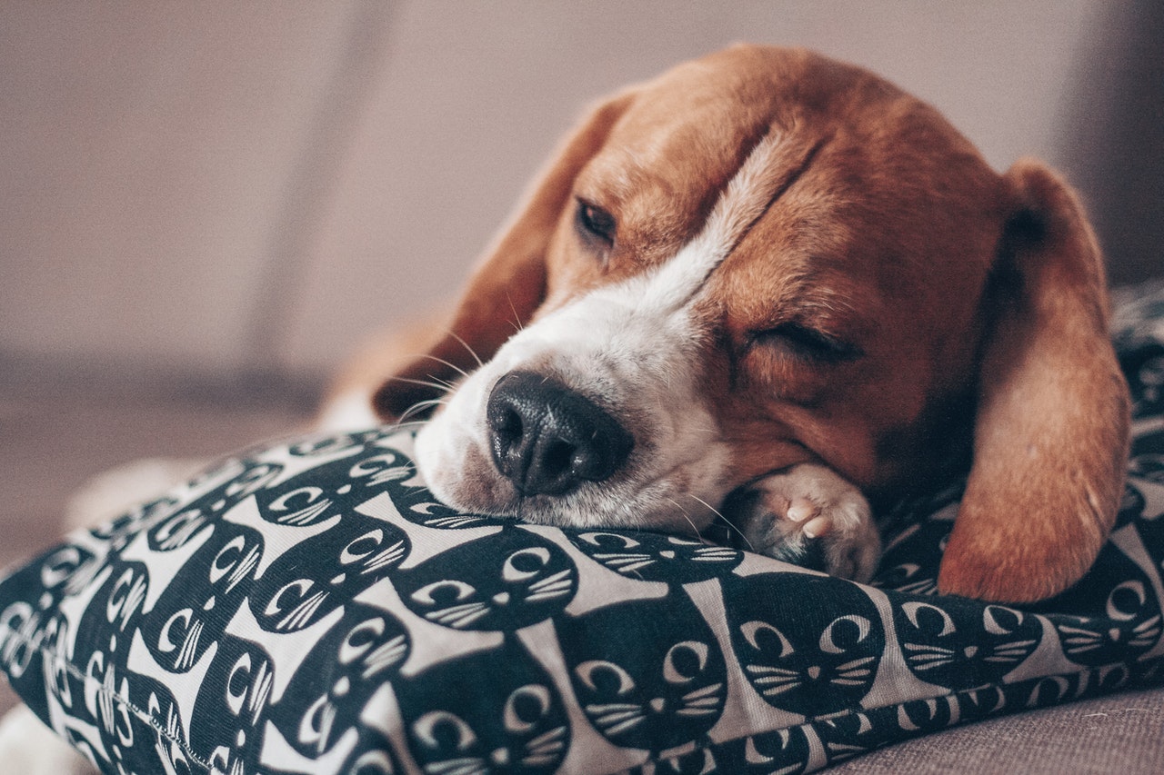 Hoeveel slaap hebben honden nodig?