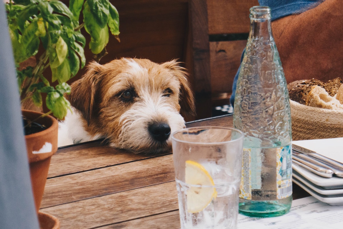 Manieren om te voorkomen dat je hond gaat bedelen