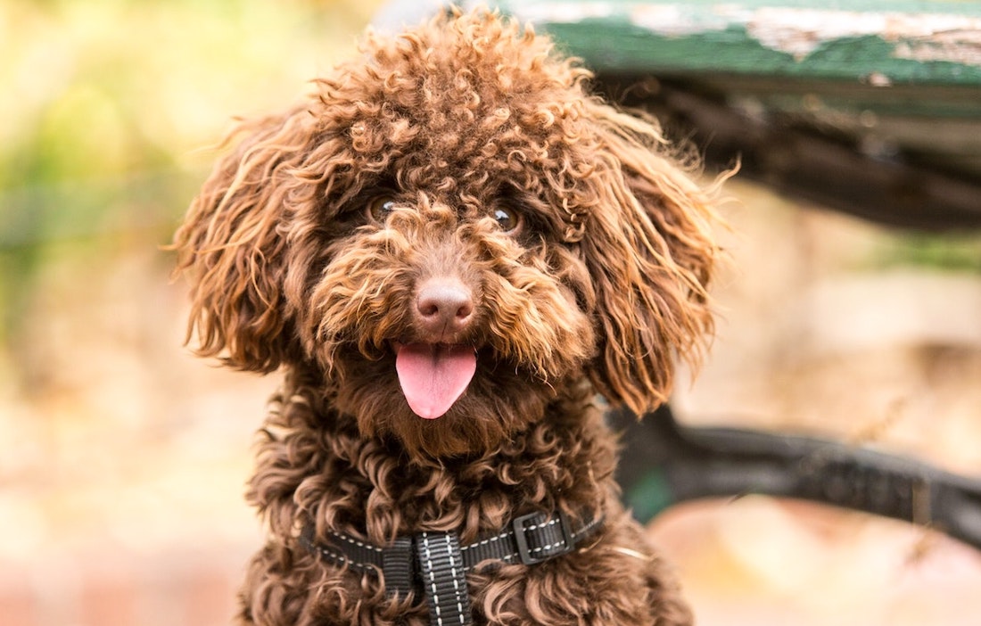 Hoe oud is je hond in mensenjaren?