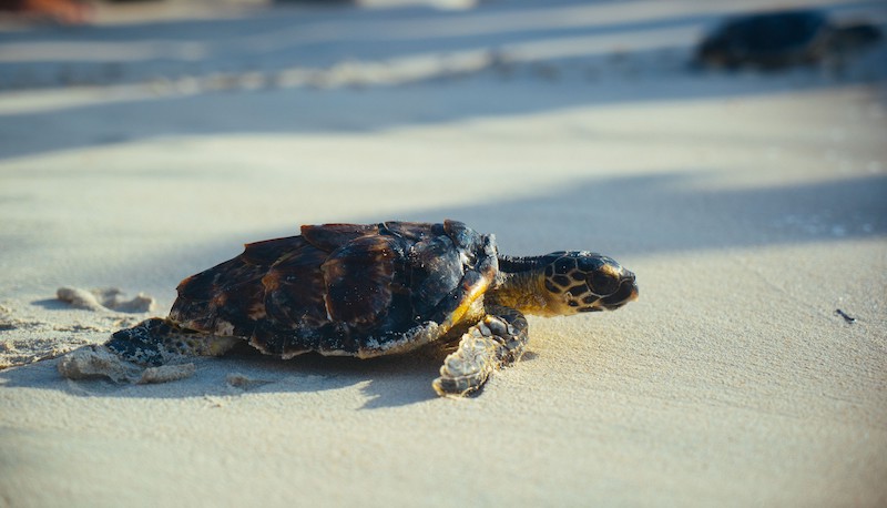 karetschildpadden op Saadiyat Beach