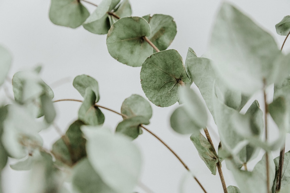 Eucalyptus: De groenblijvende helper - niet alleen in het pollenseizoen