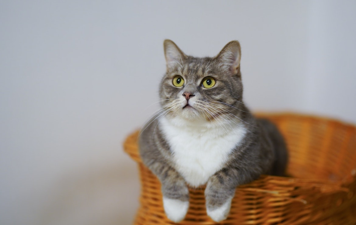 Zeven persoonlijkheids- en gedragskenmerken geïdentificeerd bij katten