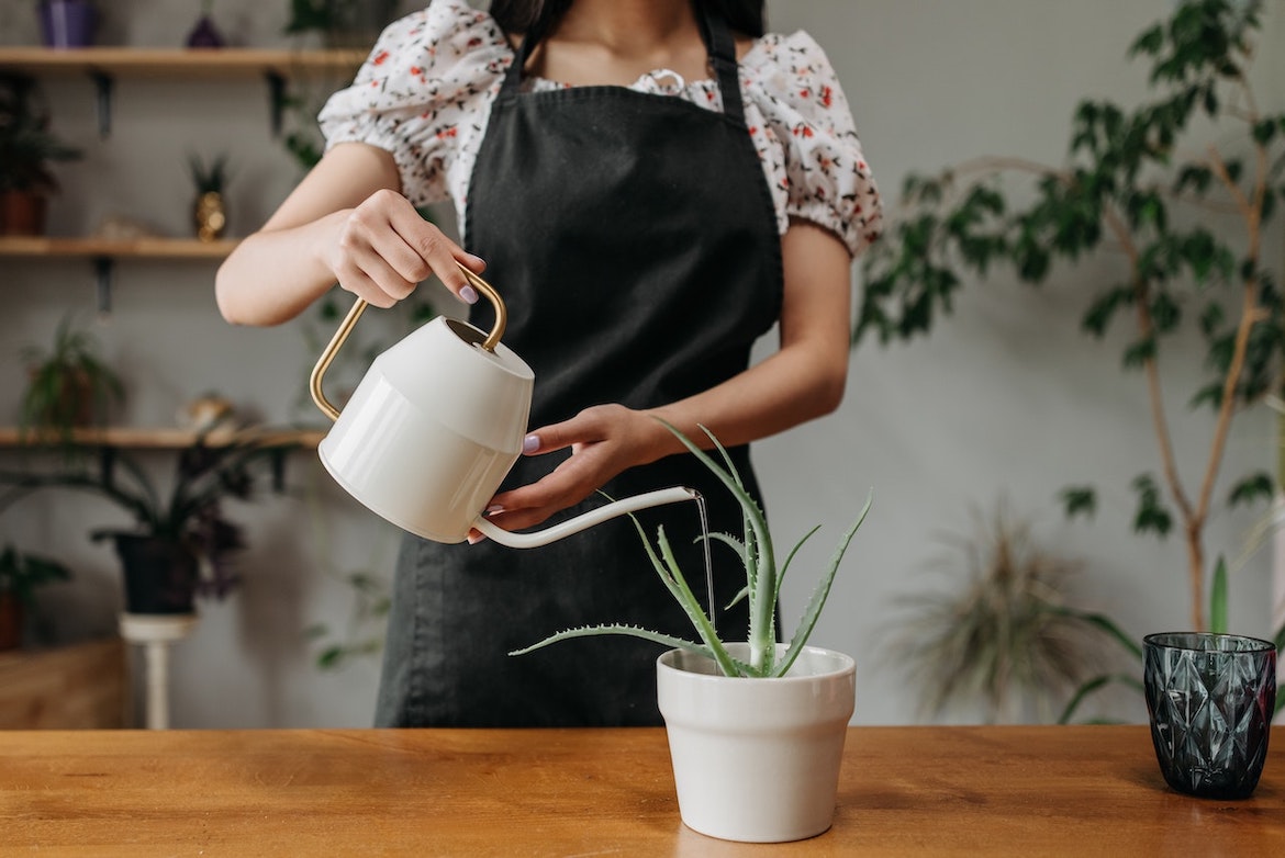 Planten water geven: waar moet je op letten?