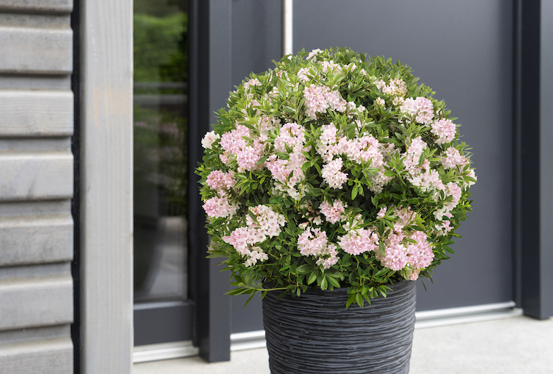 Buxusalternatief met nectarrijke bloemen: Roze buxus
