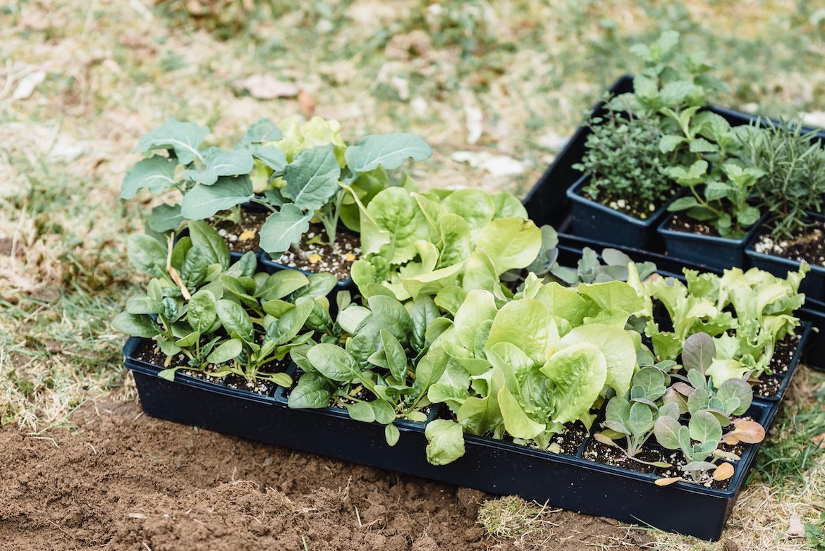 Urban Gardening: zelfgekweekte groenten