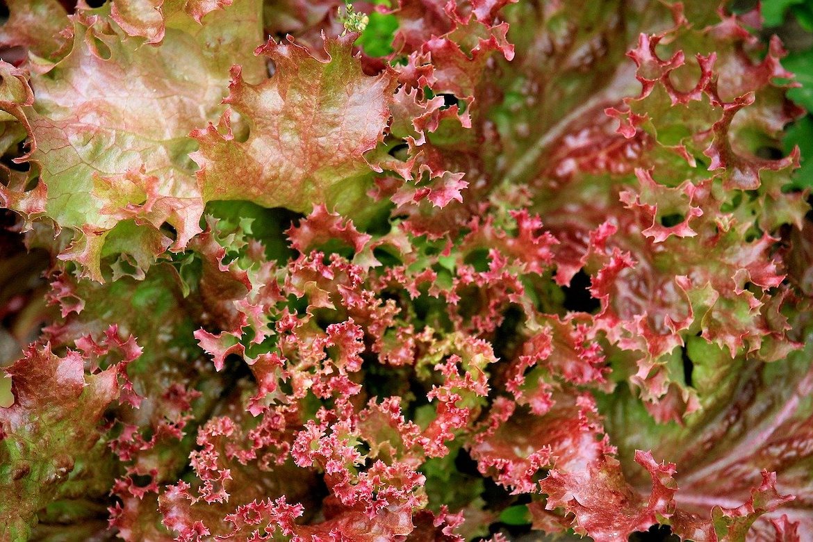 Salade tijd: salade van pluksla