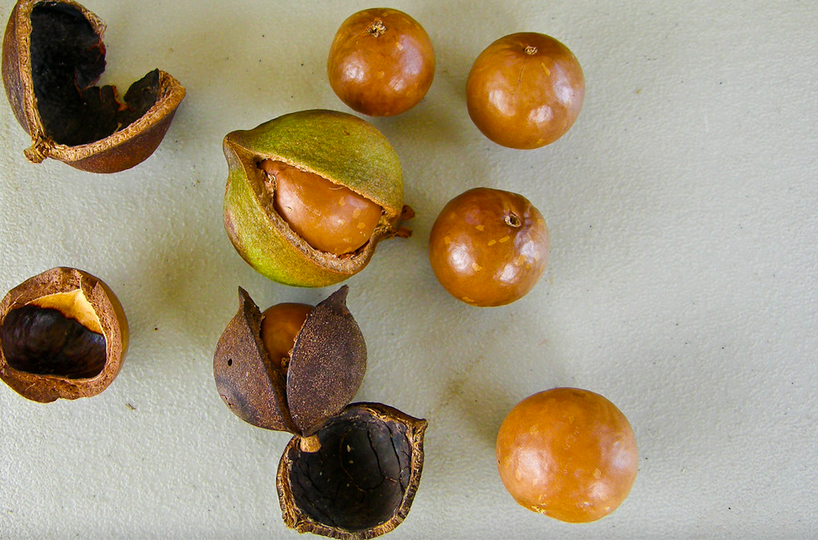 Macadamia noten: waarom je ze zou moeten eten