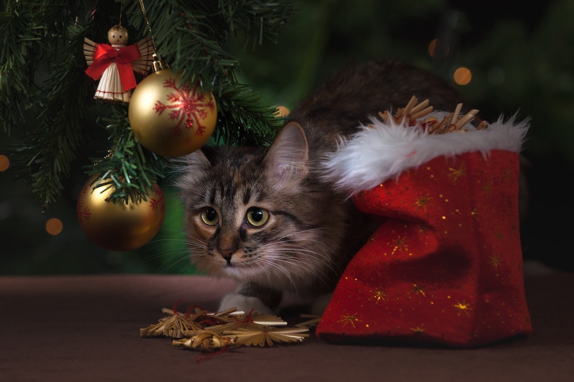 Kerstmis kan een gevaarlijke tijd zijn voor katten