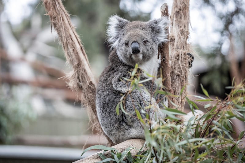 koala's Melbourne