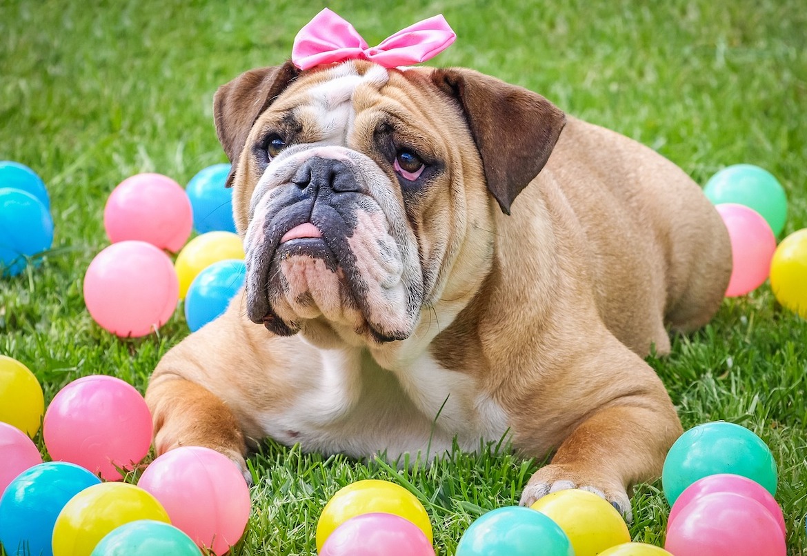 Nieuwe hondenbezitters - pas op voor de gevaren van Pasen!