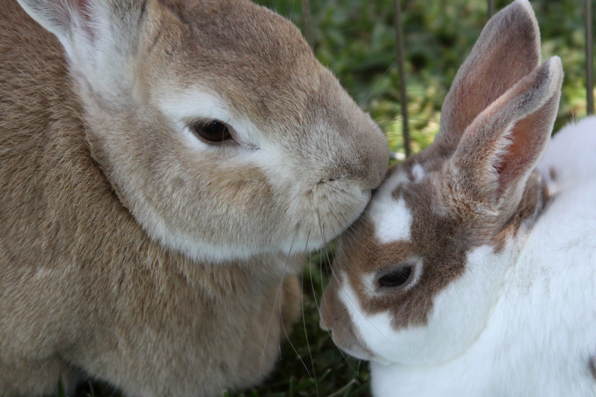 Tips om de meest voorkomende kwalen bij konijnen en cavia's te voorkomen: