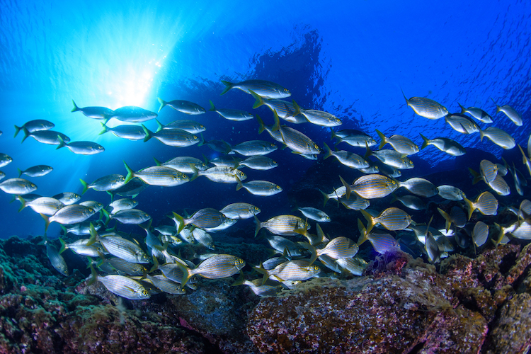 Muelle de Radazul