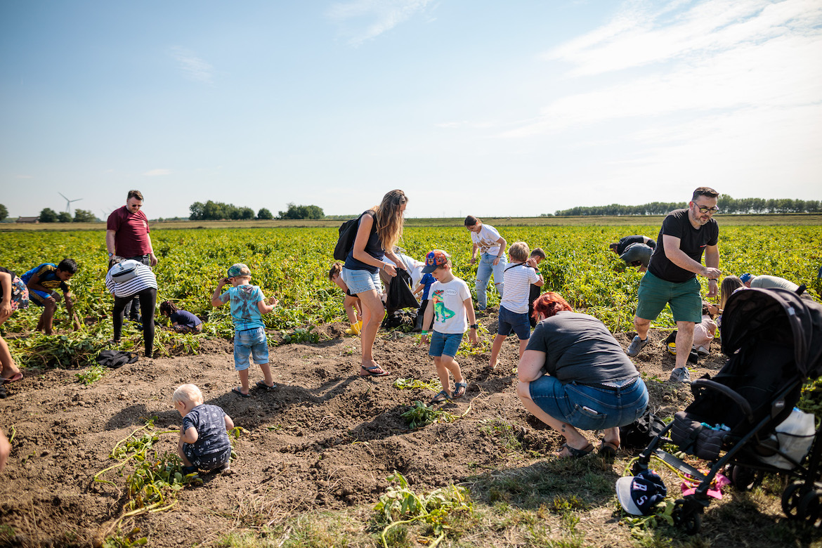 Van bodem tot bord: de Nationale Aardappelrooidag leert je alle ins en outs over de pieper