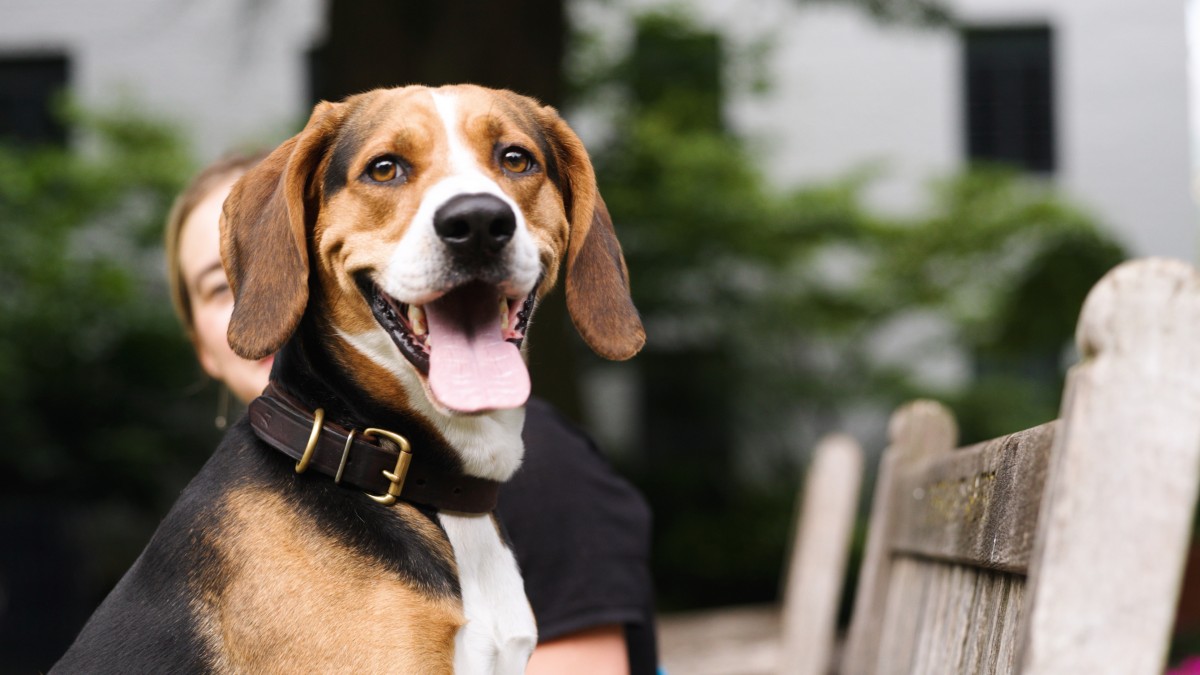 Wat staat er op het gezicht van een hond?