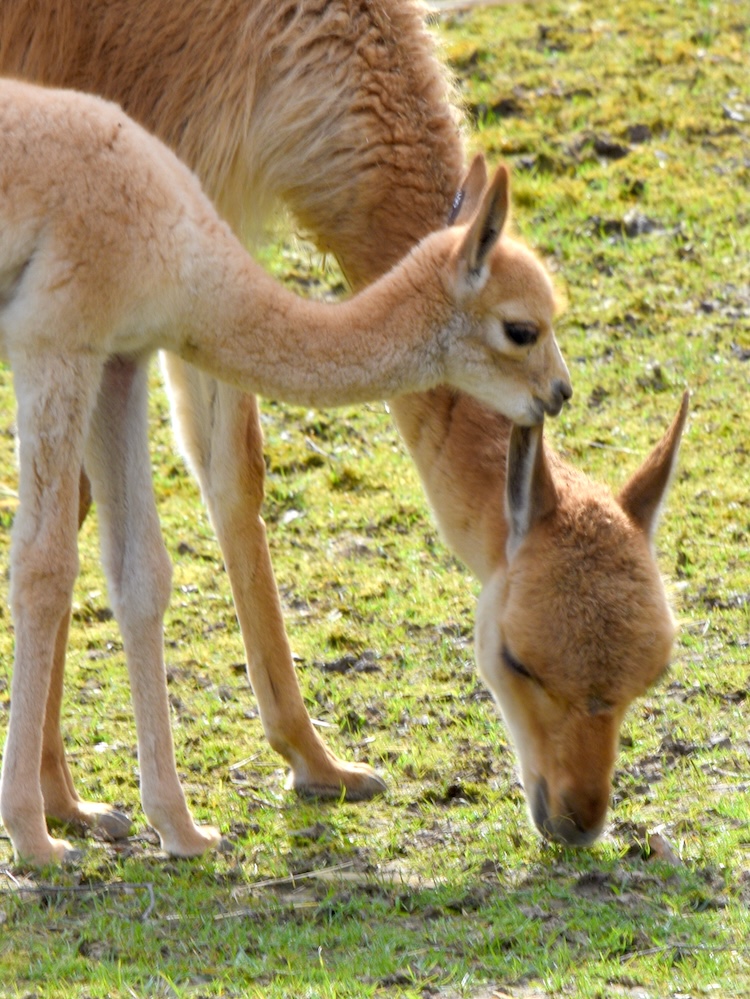 Vicuña