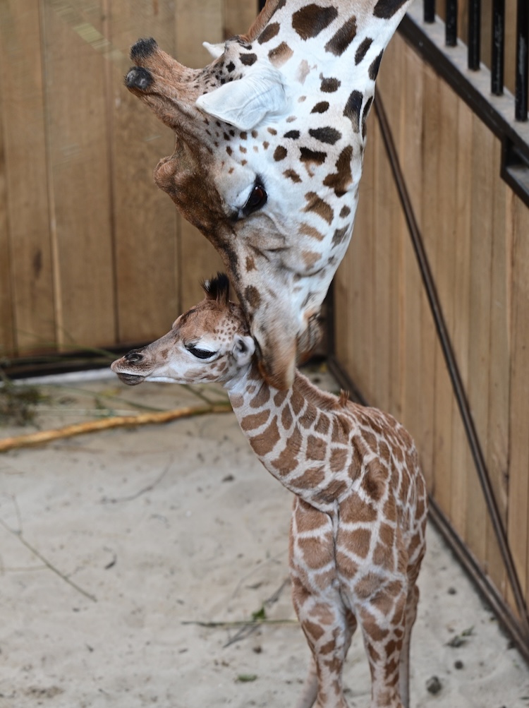 Giraffe GaiaZOO