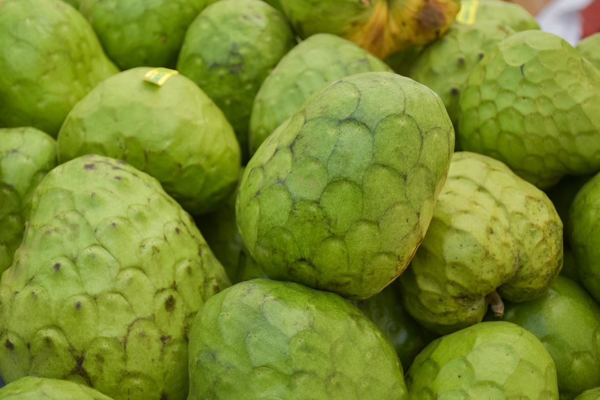 Het exotische winterfruit Cherimoya