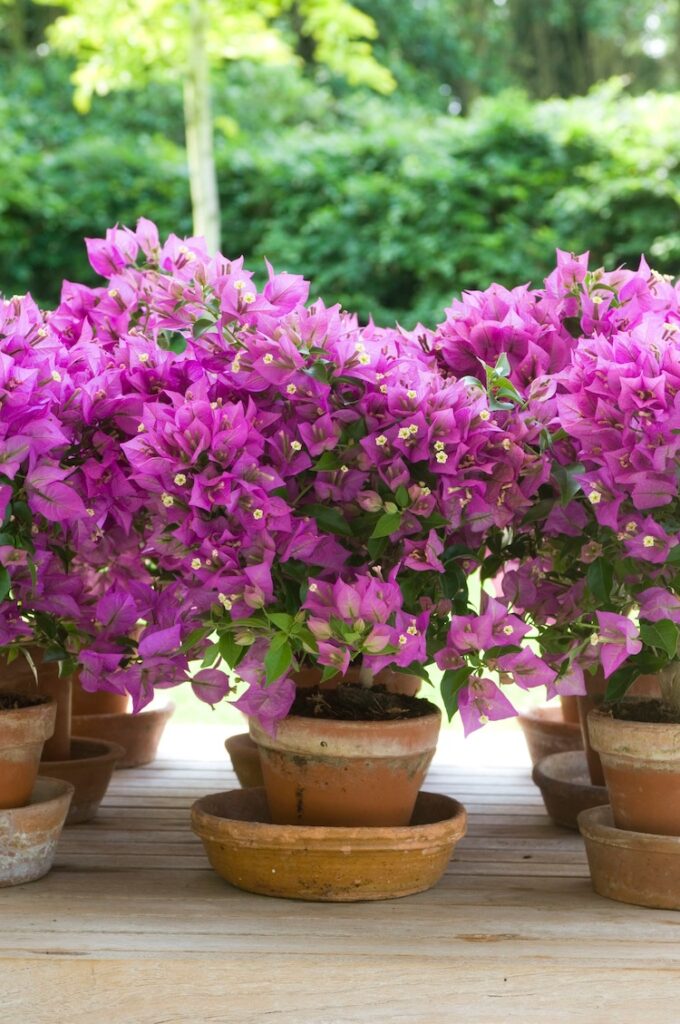 Bougainvillea