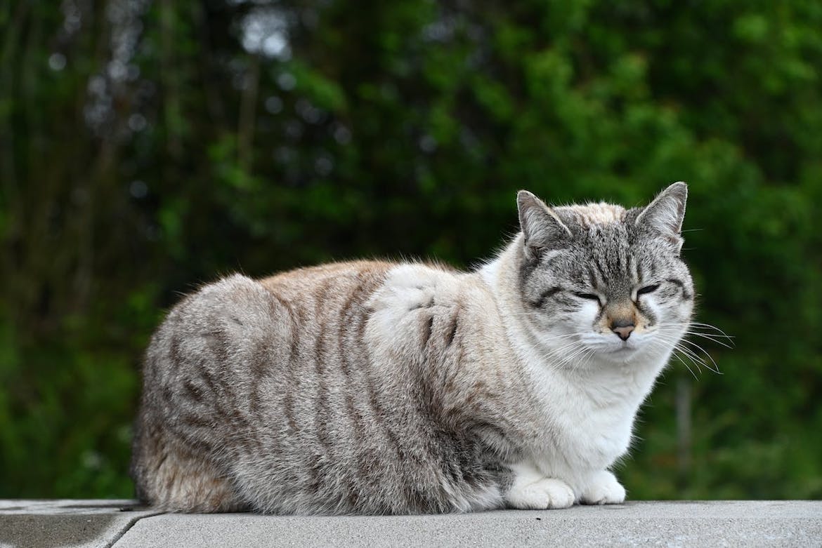 Diabetes mellitus: Wanneer de kat te veel suiker in het bloed heeft