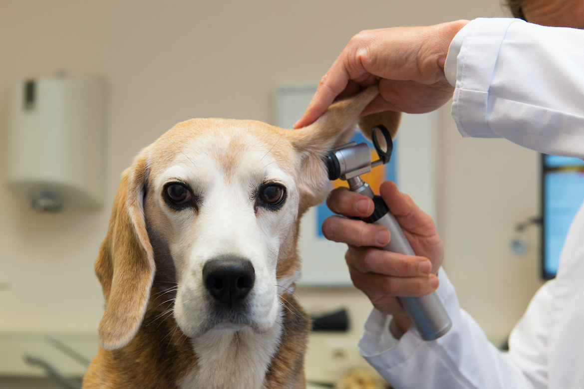 Oorinfecties bij honden: vroegtijdig opsporen en behandelen