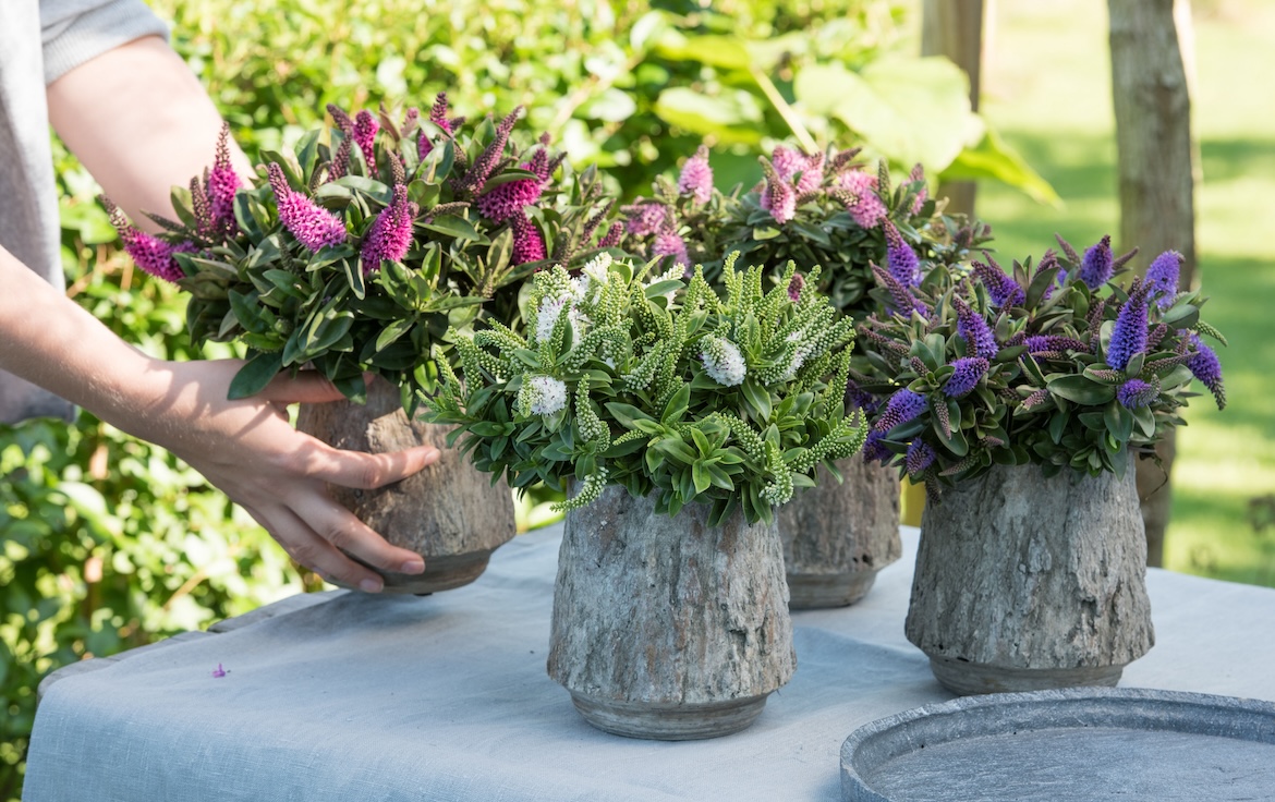 Tuinplanten voor augustus