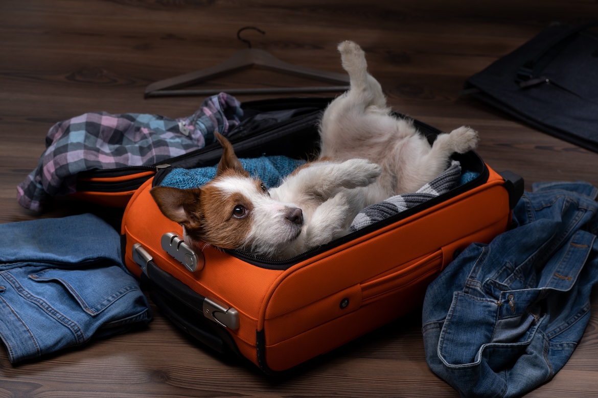 Eén op de drie Nederlanders neemt hond mee op vakantie