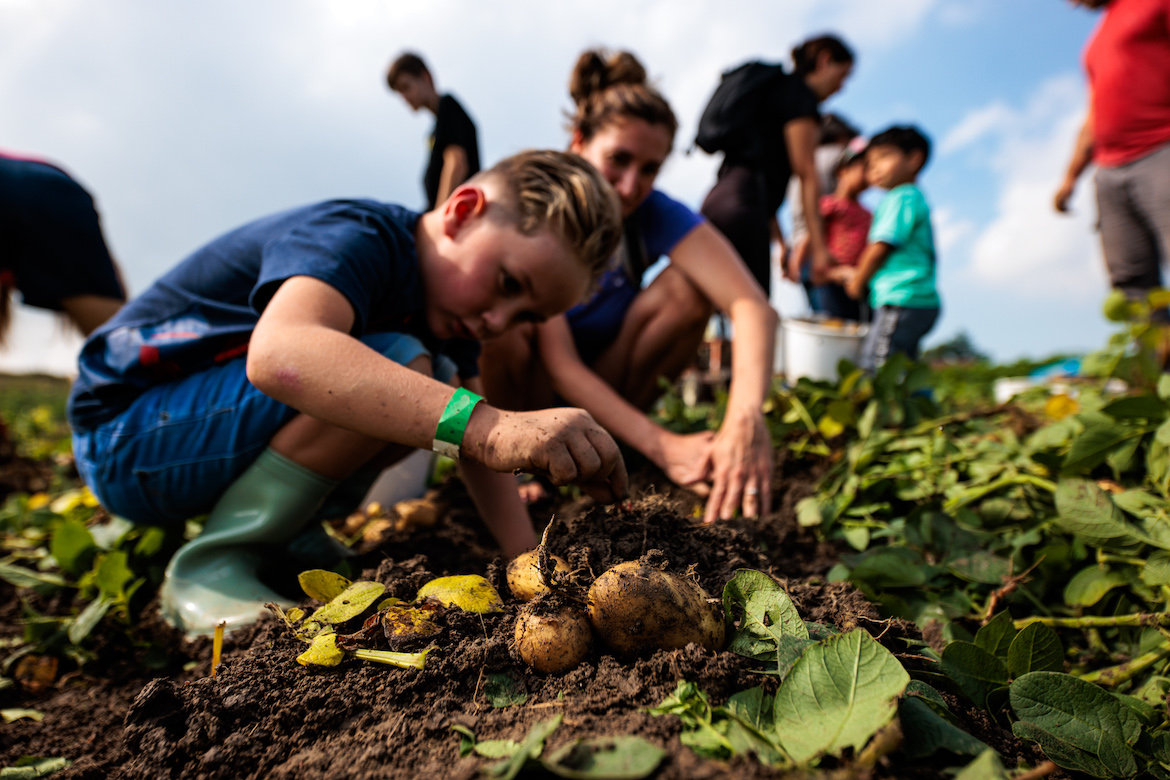 Rooi aardappels op Nationale Aardappelrooidag