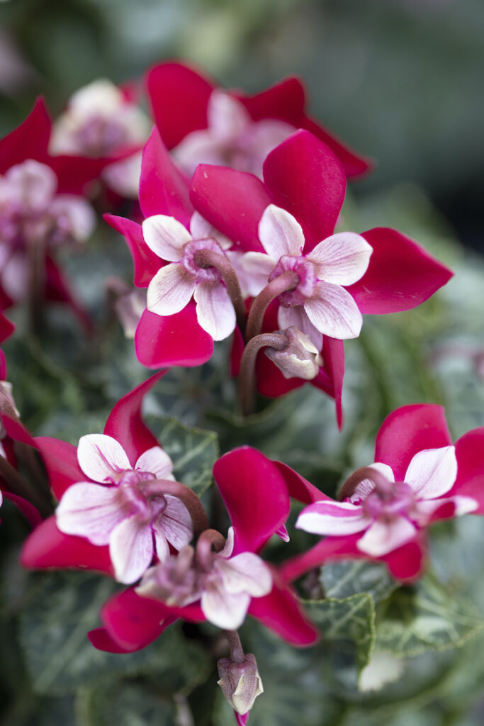 Tuincyclamen