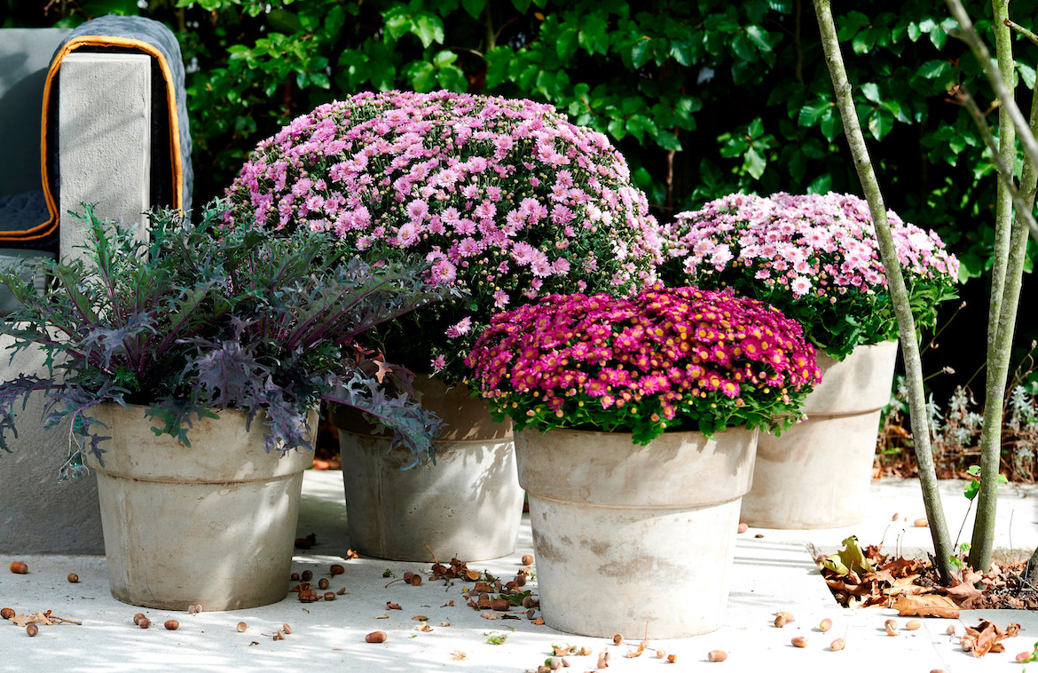 Vijf tuinplanten voor een mooie herfst