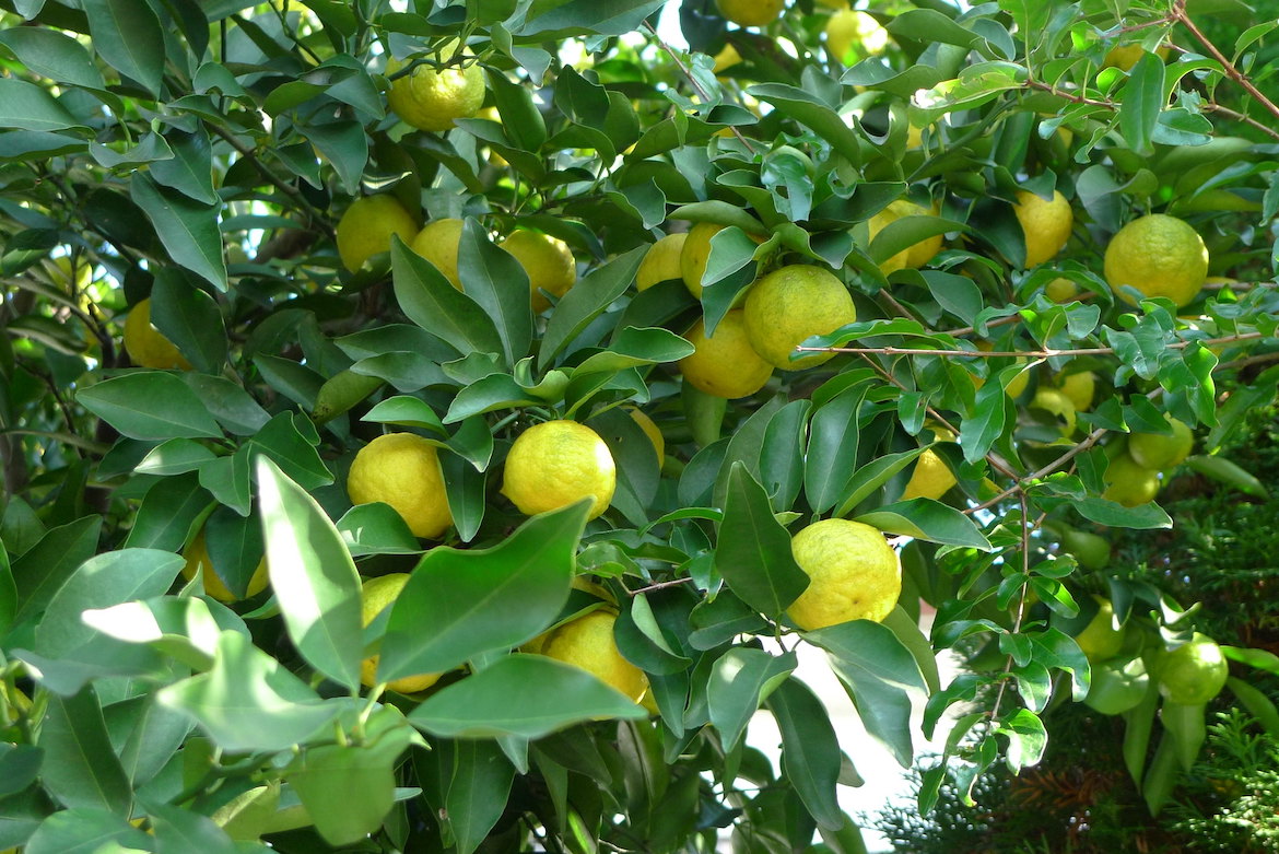 Yuzu: De bijzondere citrusvrucht uit Japan