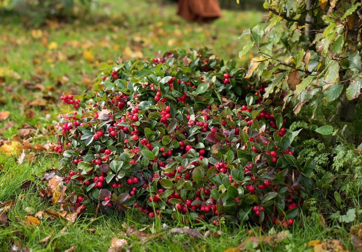 Planten met bessen voor het najaar