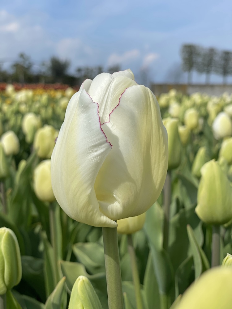 Tulp ‘Charlize’