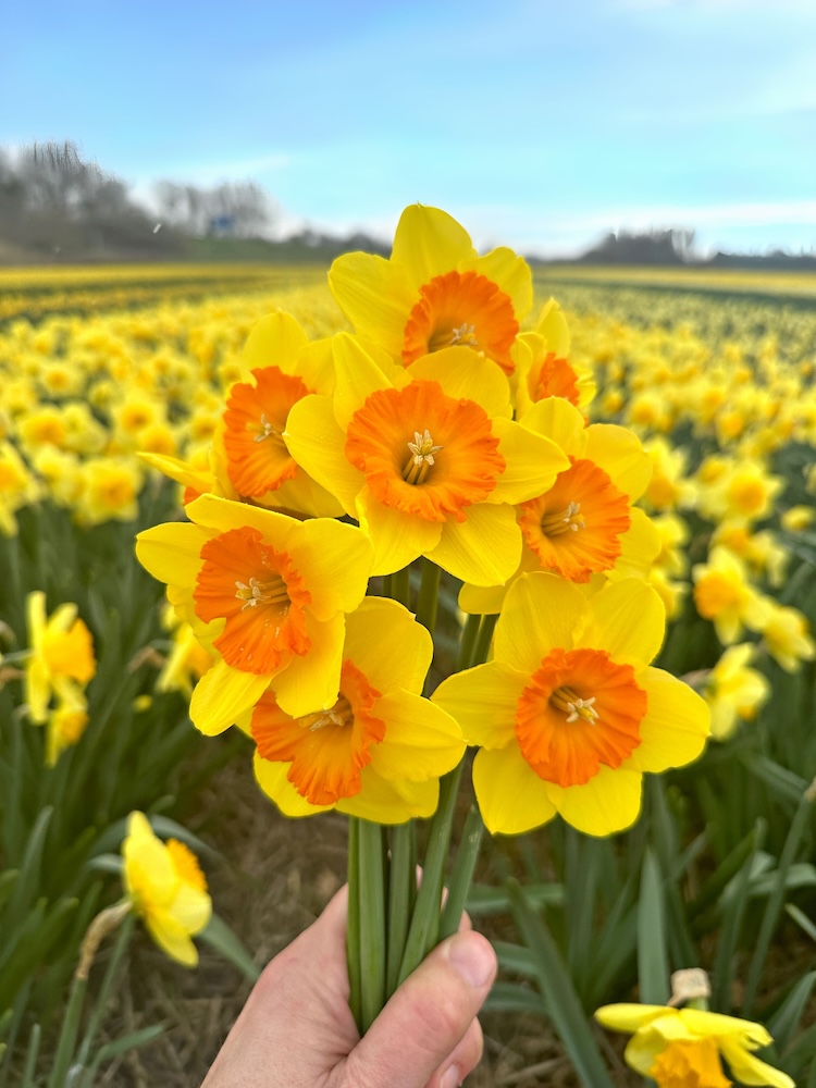 Narcis ‘Sunkissed’