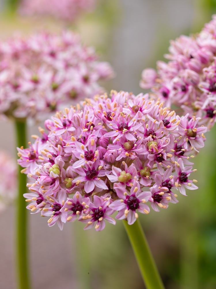 Allium ‘Red Eye’