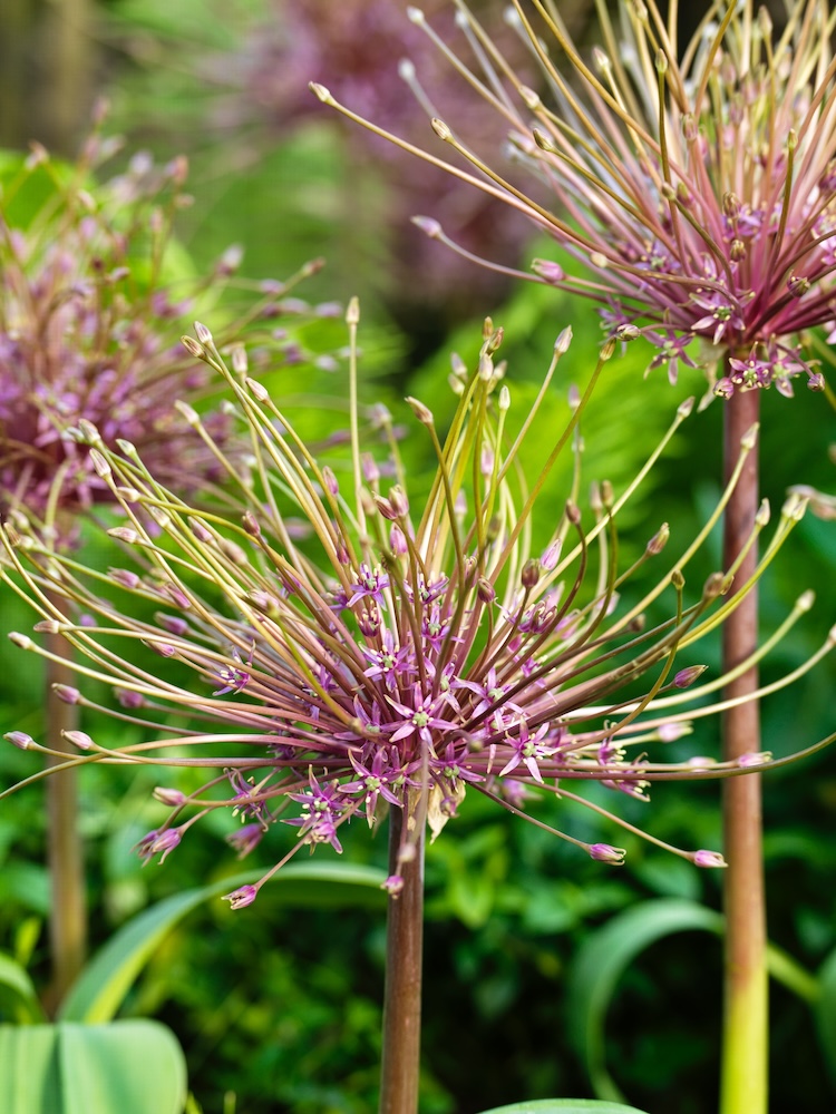 Allium schubertii