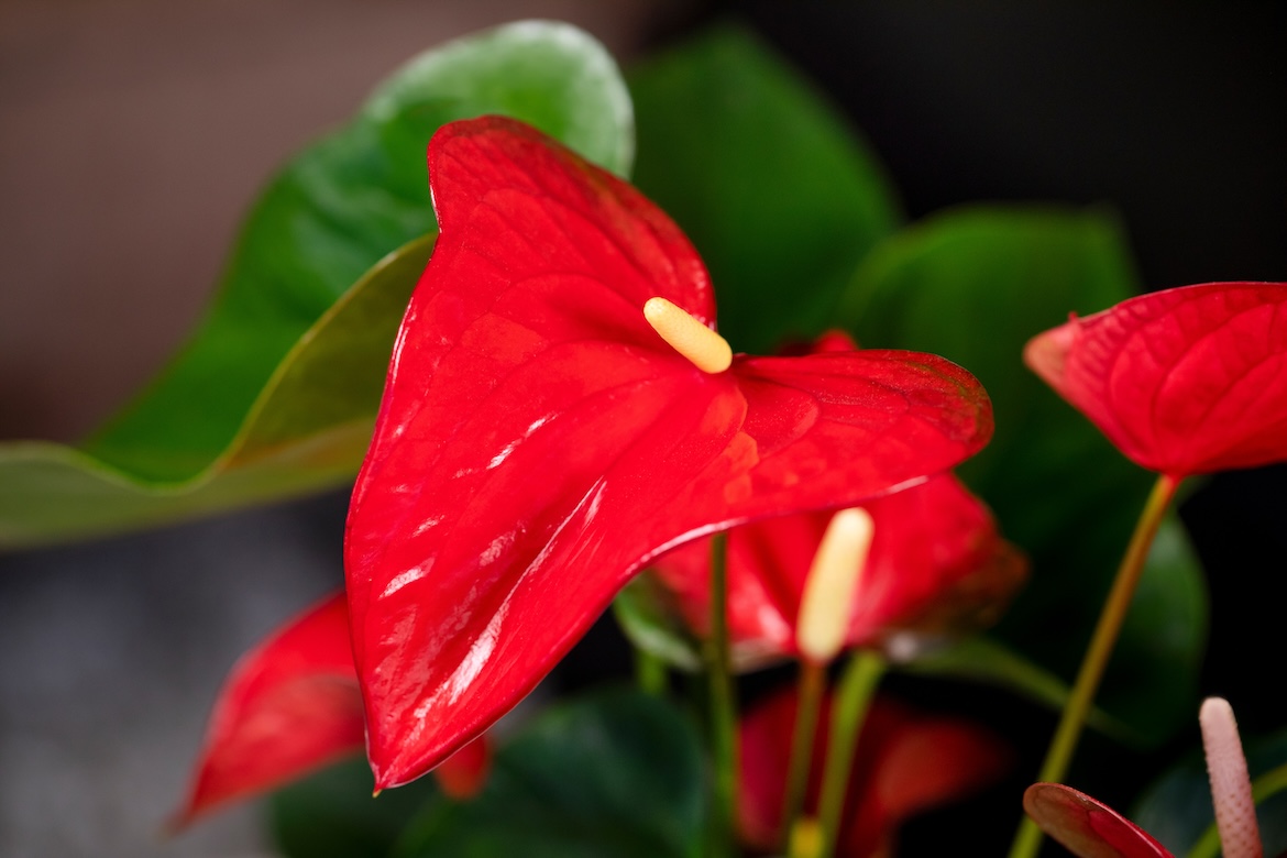 Kleur in het interieur met Anthurium