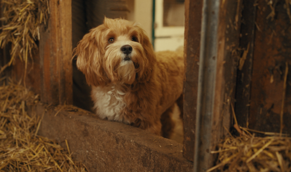 Zwerfhond biedt helpende poot in de nieuwe KRO-NCRV live-action jeugdserie Zwabber